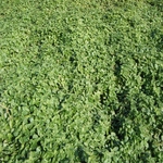 Melisa lekarska (Melissa officinalis L.)