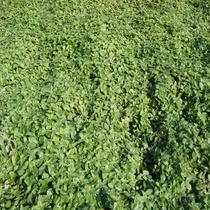 Melisa lekarska (Melissa officinalis L.)