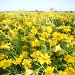 Arnika łąkowa (Arnica chamissonis)