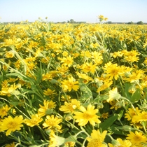 Arnika łąkowa (Arnica chamissonis)
