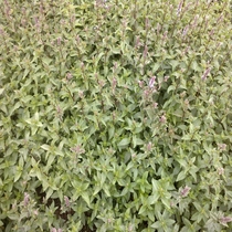 Mieta pieprzowa (Mentha x piperata L.)