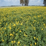 Arnika łąkowa (Arnica chamissonis)